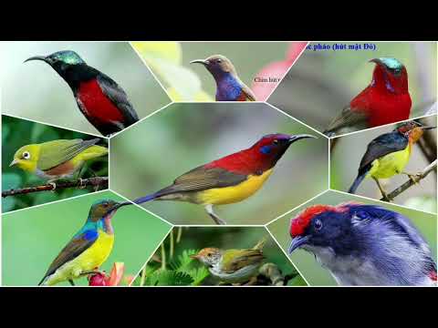 Video Tổng hợp tiếng chim bẫy các loại chim nhỏ (hút mật,... - youtube