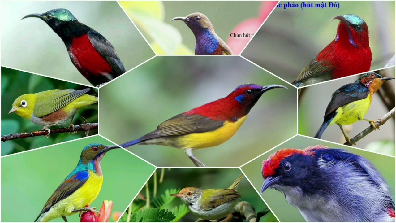 Tổng hợp tiếng chim bẫy các loại chim nhỏ (hút mật, vành khuyên, óc mít, chim sâu, xanh tím,tía ô..)
