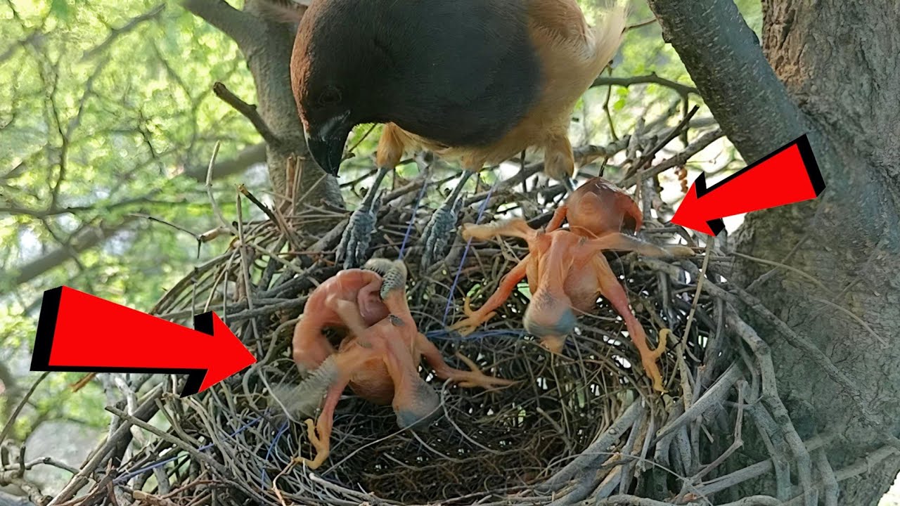 Cuckoo baby kicked Rufous treepie bird babies out of the nest ...