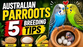 Australian parrots 5 breeding tips | toton ko andon per lane ka tarika | breeding tips in urdu