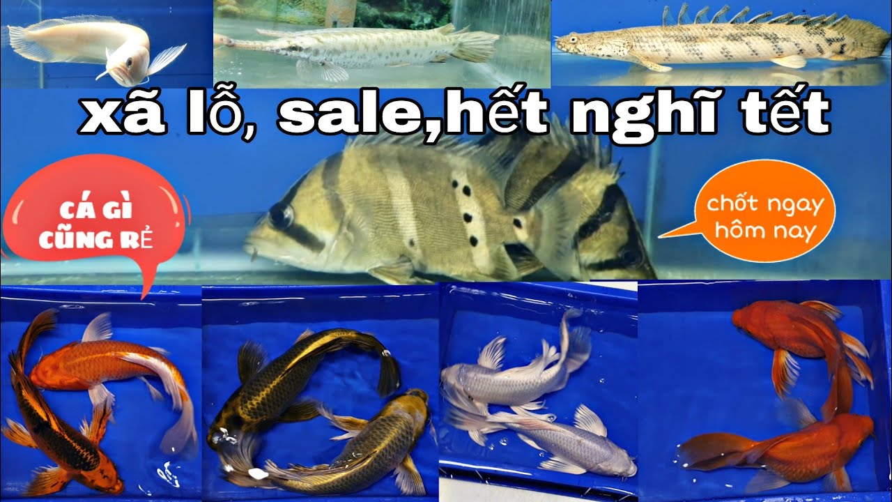 SALE CÁC DÒNG CÁ KIỂNG CLIP CUỐI NĂM 15/2/2026 NHẦM 28 TẾT...