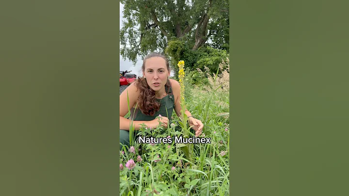 Mullein tincture! #mullein #tincture #herbal #homemade #selfsufficiency