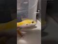 Que ojos 👀 de ese #gecko #viral #parati #fypシ #reptileworld #criadero