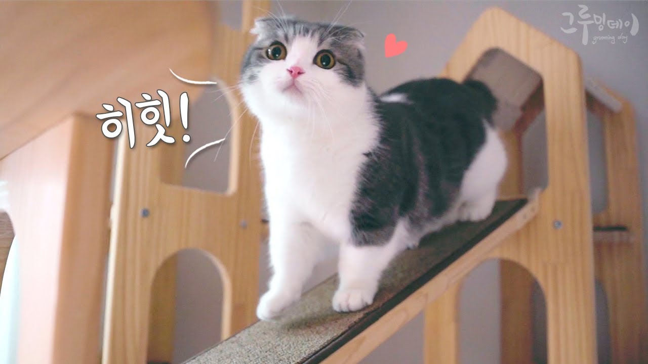 코비의 이런 모습 처음봤어요!! 새로운 놀이방을 본 고양이 반응