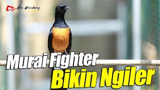 MURAI FIGHTER FULL ISIAN MATERINYA BIKIN NGILER TEMBAKAN PEDES | SHAMA BIRD