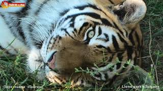 Разбудили Василису - добрейшую тигрицу Тайгана. They woke Vasilisa, the kindest tigress of Taigan.