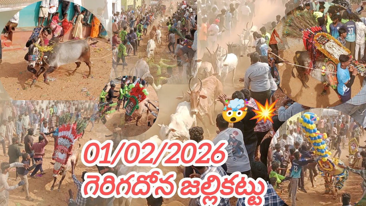 01/02/2026 ఎగవ గేరిగదోన జల్లికట్టు 💥❤️‍🔥Evaga gerigadhona jallikattu 🥵🤯 #jallikattu2026 #andhralions