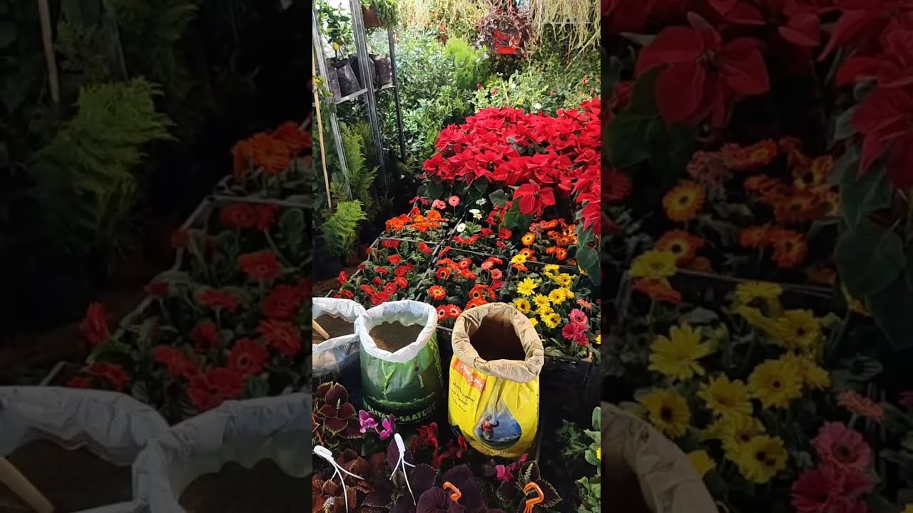 Xırdalan gülçülük  canlı yayım başlatdı!