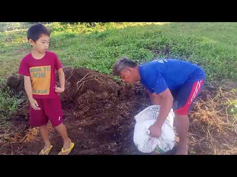 Video: Paano Magdala Ng Mga Pataba? Mga Panuntunan Para Sa Transportasyon Ng Mga Mineral At Organikong Pataba, Likidong Sangkap Sa Pamamagitan Ng Kalsada