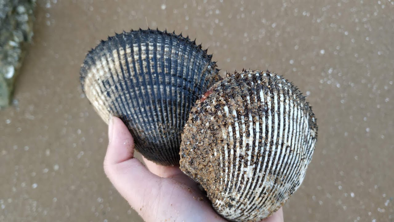 小章赶海，淤泥地里好多超大的毛蛤蜊啊！还有很多恐龙蛋随便捡。 【赶海小章】