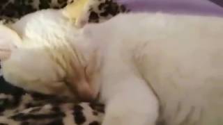 Siames red point Alai durmiendo