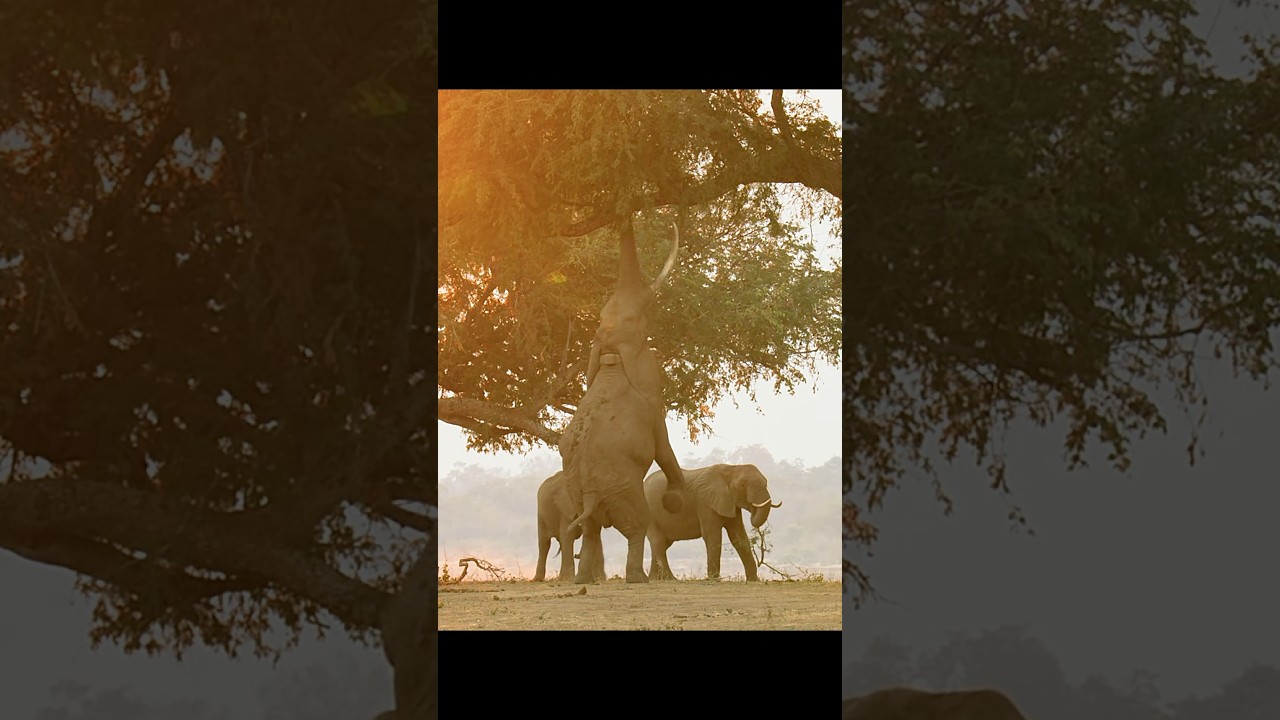 Слон использует свою изобретательность, чтобы избежать одного, но не другого. 