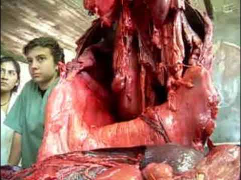 ANATOMÍA VETERINARIA - cavidad abdominal equino 4 sharingbox