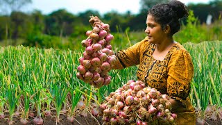 Farm fresh Onions,smelly big red onion harvesting and Make The Best Crispy And Savory Onion Recipe