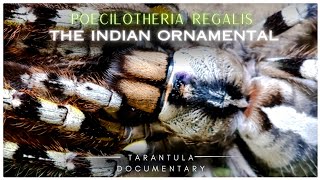 Unveiling the mysterious Poecilotheria regalis tarantula