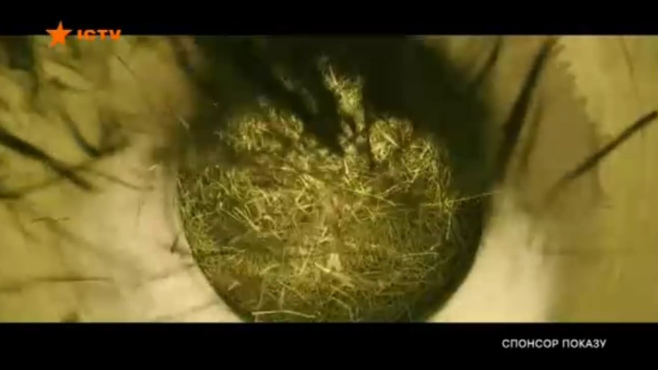 Реклама водки Zubrowka (спонсор показу) - YouTube