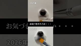 涙やけのケアについて#チワワ #犬のいる生活