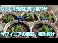 『サフィニア』摘芯&植え付け。元気にもりもり育つ㊙裏ワザ！！#サンフラアンバサダー2022#花と生きるサントリー#ペチュニア