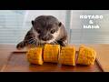 カワウソにトウモロコシあげたら食べ方が可愛すぎた　Otter Eats Corn on the Cob in the Cutest Way