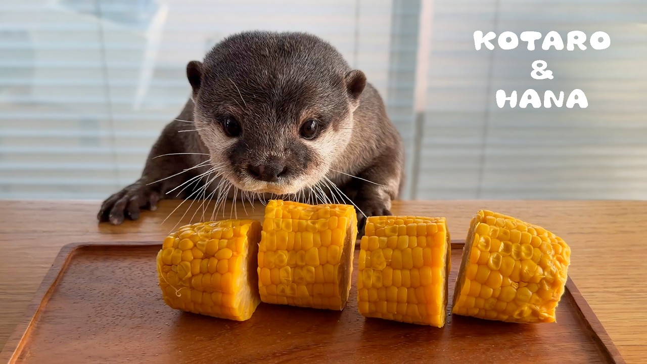 カワウソにトウモロコシあげたら食べ方が可愛すぎた　Otter Eats Corn on the Cob in the Cutest Way
