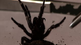 Milking a deadly Funnel-Web Spider - Pt 2
