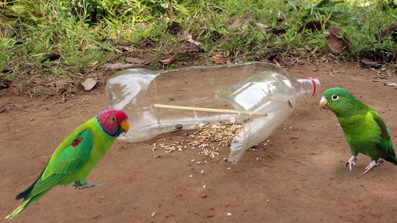 Easy Bird Trap   Simple Unique Parrot Trap Using Plastic Bottles