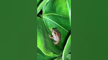 Thumbnail of A coquí in Rio Grande, Puerto Rico