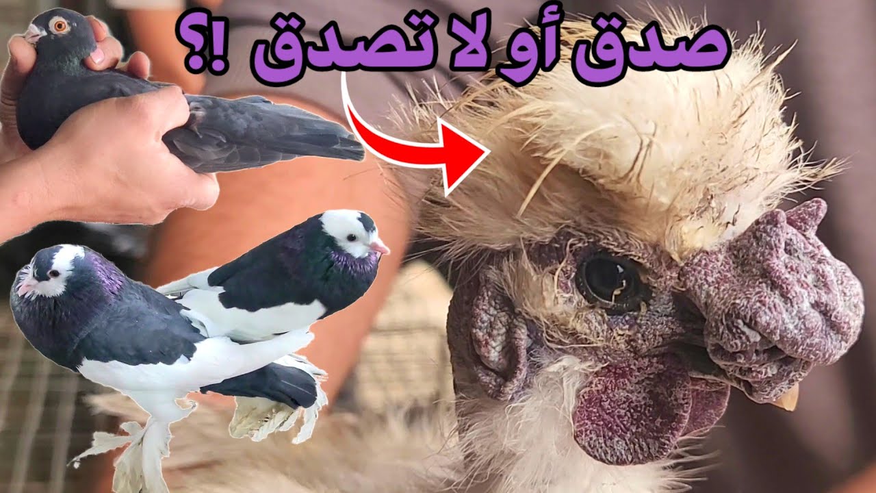 دجاج و حمام من عالم آخر تدهش زوار السوق و بأسعار تصل حتى 70 مليون سنتيم !؟ الوز البط الأرانب السمان 