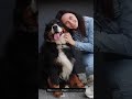 Raising a Happy Bernese Mountain Dog Actually Requires This #dogtraining #puppycare #tips