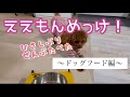 ごはんを食べない犬が食べた！おすすめドッグフード【トイプードル】