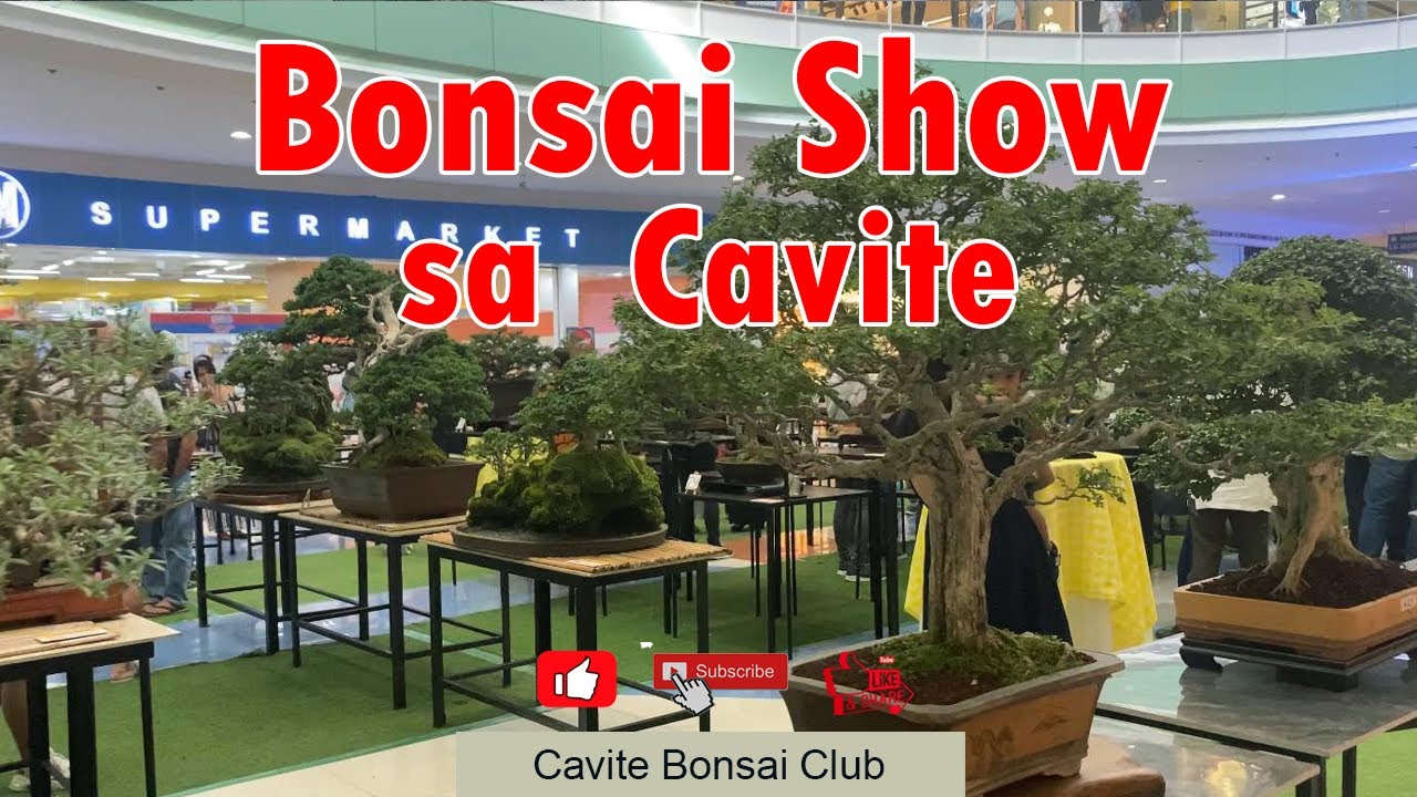 Bonsai Tree Show Bonsai Collections Cavite Bonsai Club YouTube