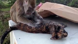 Unintentional ASMR - Monkey grooming lip smacking  - no talking 