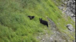 BLACK BEARS IN ALASKA BETWEEN SEWARD AND ANCHORAGE
