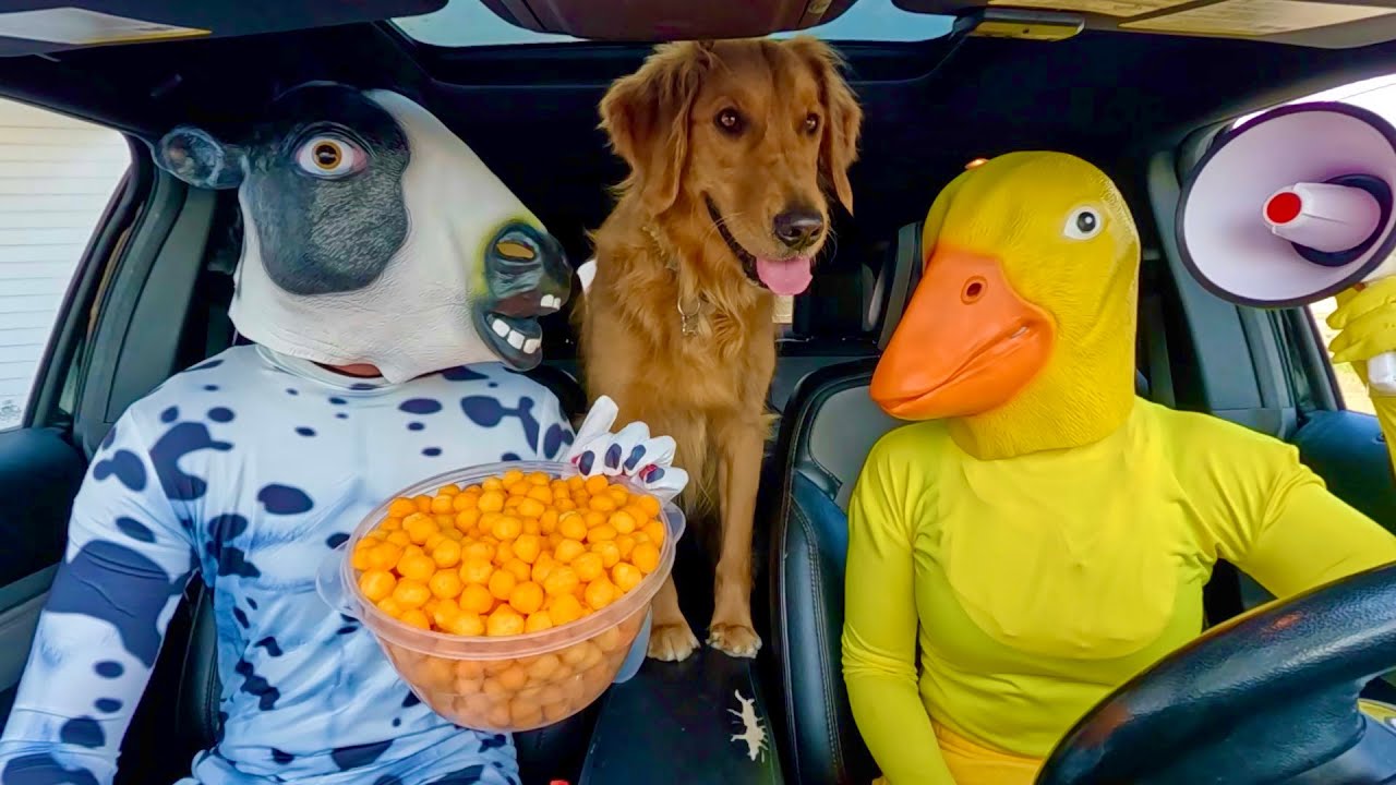 Rubber Ducky Surprises Cow, Police & Puppy in Car Ride Chase