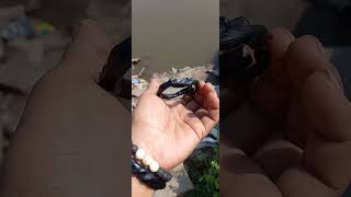 gelang akar bahar unik meliyuk liyuk gelang akar bahar unik meliyuk liyuk