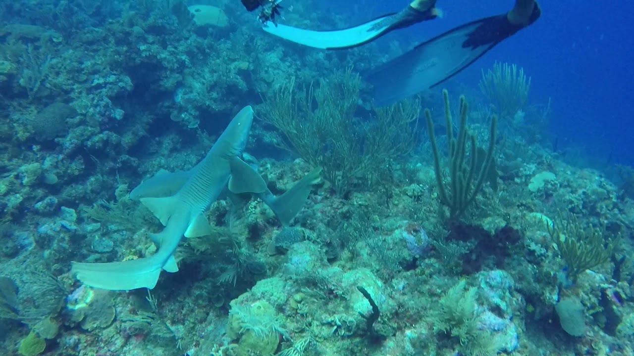 Diving with Raul from White Sands Dive Shop Ambergris Caye Belize YouTube