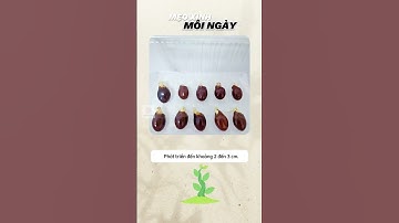 Ăn Xong Đừng Vứt Hạt Vải Thiều Đi