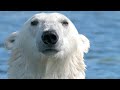 Beluga Whales and Their Habitat