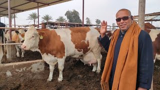 أبقار السيمنتال البيور الأصلي الراخيه في أحد كبار المزارع بالجمهوريه مع الكنج علاء البعل