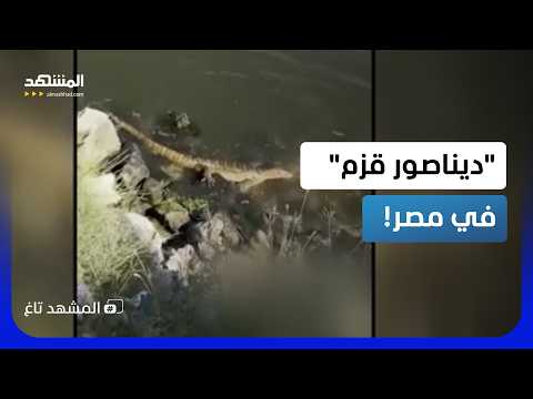 "Dwarf Dinosaur" sighted in Asyut: Video of a strange creature baffles Egyptians! - Al-Mashhad Tag