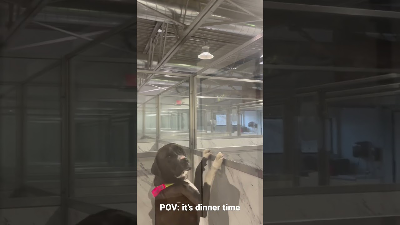 Pet Hotel dinner time 