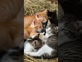 @ChuChuTV @tydollasign #tiger #nature #animals #cutecat Many kittens are having a rest.