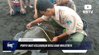Seekor Penyu Lekang Ditemukan Mati di Pantai Pulau Santen Banyuwangi