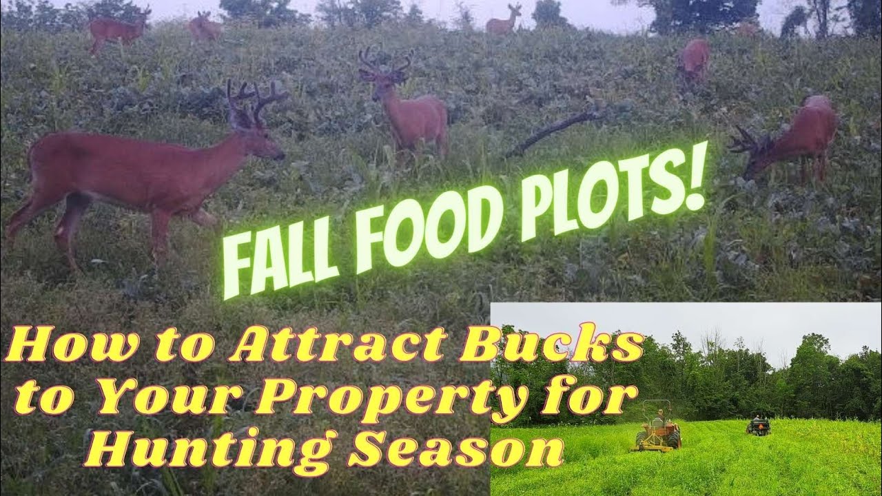 Planting Green into Summer Food Plots Transforming a small farm to a