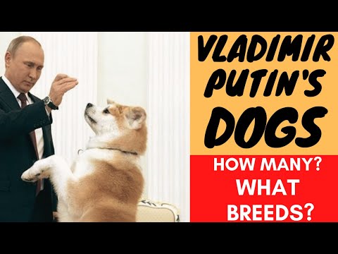 Vladimir Putin And His Dogs! What Dog Breeds Famous Politicians Have