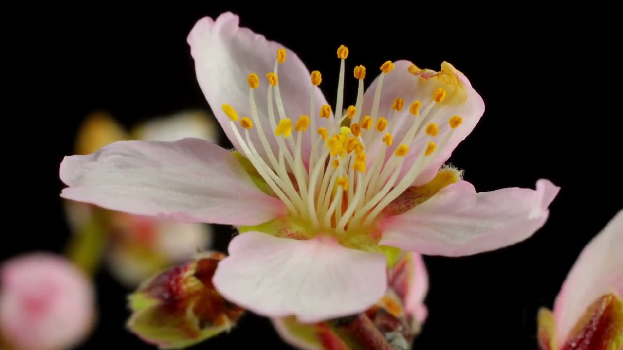 Afro Lofi Relaxing Time | Sleep • Relax • Cozy Home