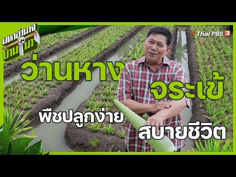 วีดีโอ: การชลประทานว่านหางจระเข้: วิธีการรดน้ำต้นว่านหางจระเข้