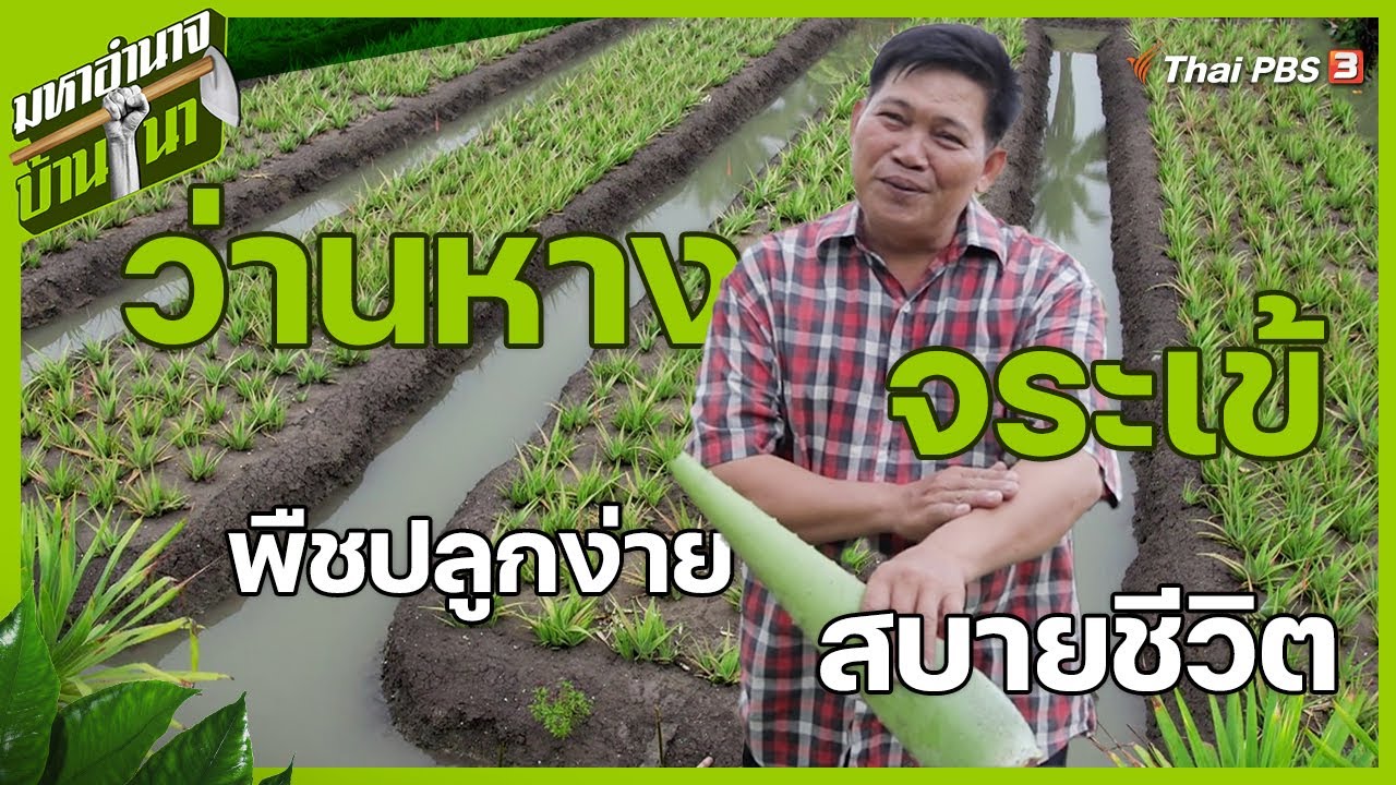 ว่านหางจระเข้ พืชปลูกง่ายสบายชีวิต | มหาอำนาจบ้านนา