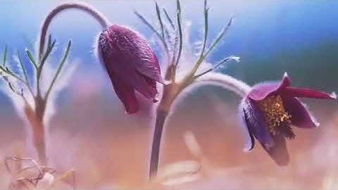 سورة الكهـف , يوسف ابكر