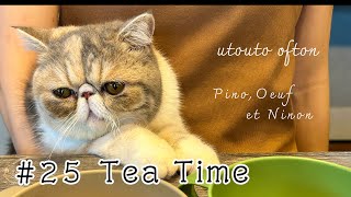 【TeaTime】猫たちとお茶会の準備  #エキゾチックショートヘア #猫 #cat #exoticshorthair